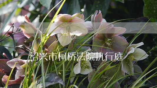 绍兴市柯桥法院执行庭 绍兴市柯桥法院执行庭