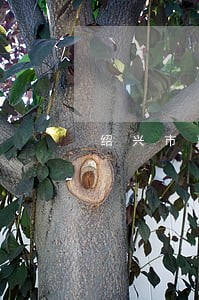 绍兴市离婚律师咨询网站 绍兴市离婚律师咨询网站
