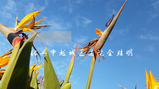 绍兴市越城区法院金胜明