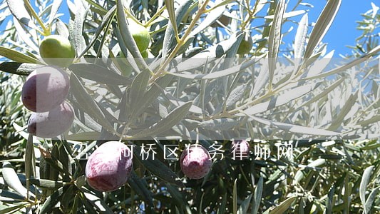 绍兴柯桥区债务律师网 绍兴柯桥区债务律师网