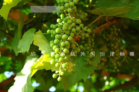 绍兴民事债务纠纷律师哪个好