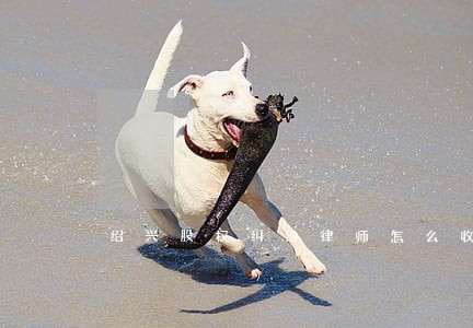 绍兴股权纠纷律师怎么收费