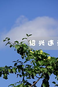 绍兴违法停车网上可以交