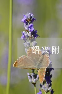 绍兴附近债权债务纠纷律师在线 绍兴附近债权债务纠纷律师在线