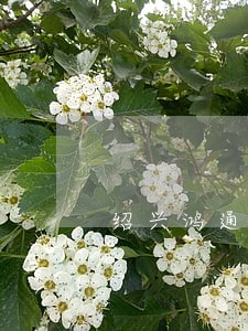 绍兴鸿通金都法院拍买