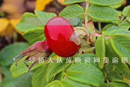 经侦大队传唤说网贷逾期 经侦大队传唤说网贷逾期