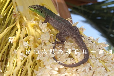 经侦大队办理信用卡逾期怎么办