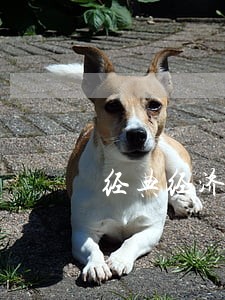 经典经济法基础常考题2914 经典经济法基础常考题2914
