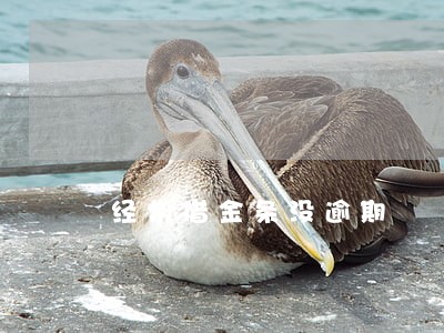 经常借金条没逾期