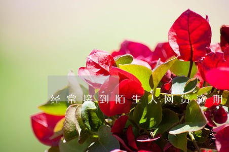 经常接到陌生人网贷逾期短信 经常接到陌生人网贷逾期短信
