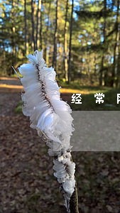 经常网贷无逾期记录影响车贷吗