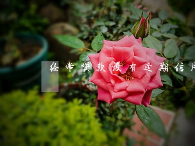 经常贷款没有逾期信用如何 经常贷款没有逾期信用如何