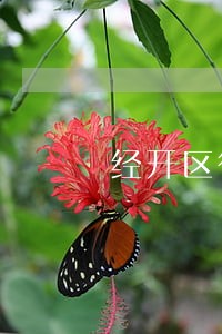 经开区律师怎么选择
