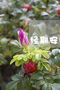 经期安排女职工冷水作业违法吗