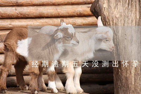 经期逾期五天没测出怀孕 经期逾期五天没测出怀孕