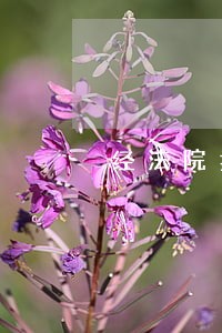经法院拍卖一个工厂 经法院拍卖一个工厂