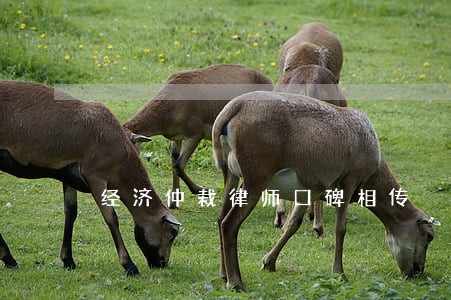 经济仲裁律师口碑相传