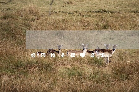 经济债务律师咨询