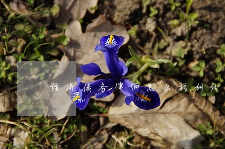 经济债务律师怎么找纠纷