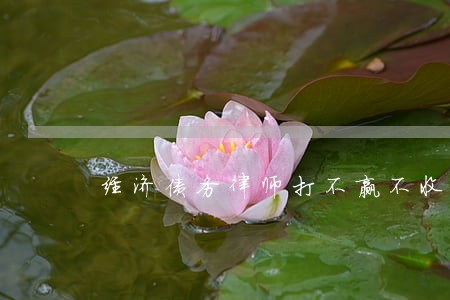 经济债务律师打不赢不收费 经济债务律师打不赢不收费