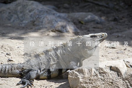 经济刑法第十四辑品牌及商品 经济刑法第十四辑品牌及商品