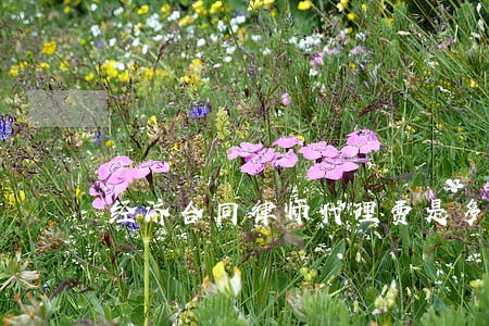 经济合同律师代理费是多少 经济合同律师代理费是多少