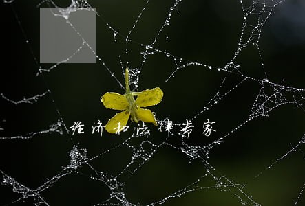 经济和法律专家 经济和法律专家