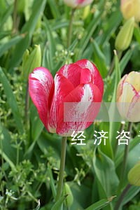 经济咨询律师怎么收费 经济咨询律师怎么收费
