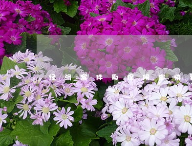 经济案件取保候审快到期了