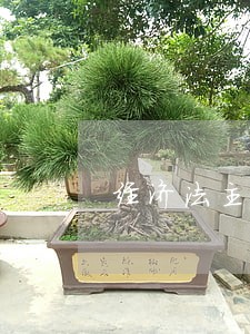 经济法主体体系的英文翻译 经济法主体体系的英文翻译