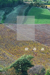 经济法主体体系英语怎么说 经济法主体体系英语怎么说
