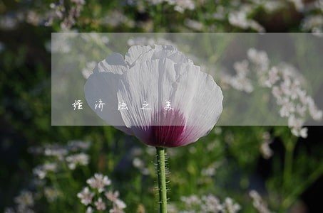 经济法之美 经济法之美