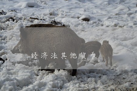 经济法其他货币 经济法其他货币