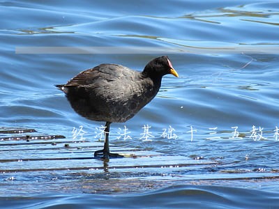 经济法基础十三五教材张虹 经济法基础十三五教材张虹