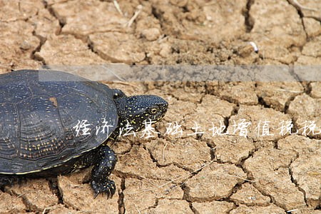 经济法基础土地增值税税表 经济法基础土地增值税税表