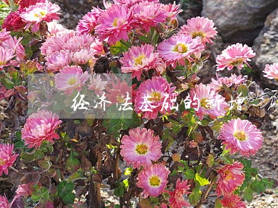 经济法基础的新增 经济法基础的新增