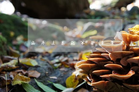 经济法基础第四章章真题 经济法基础第四章章真题