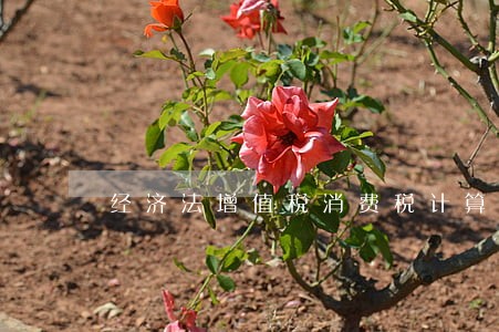 经济法增值税消费税计算