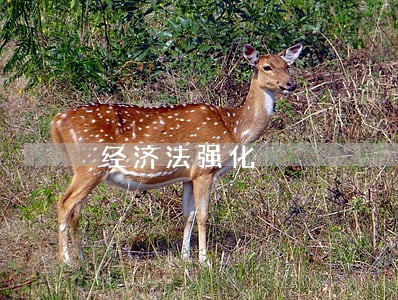 经济法强化