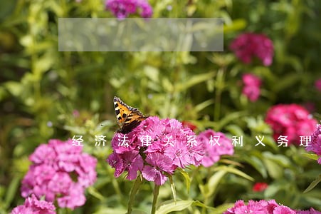 经济法律关系权利义务理论