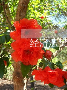 经济法樊启荣 经济法樊启荣