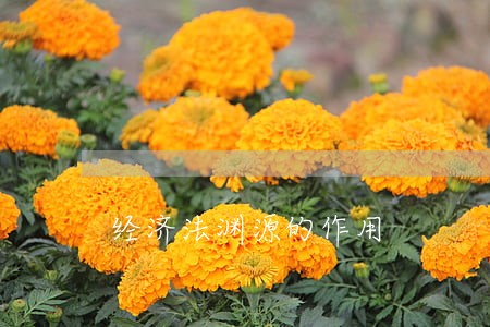 经济法渊源的作用 经济法渊源的作用