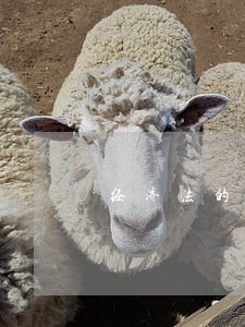 经济法的渊源包括哪些内容 经济法的渊源包括哪些内容