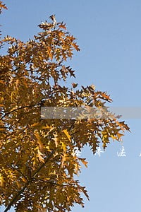 经济法股票分为哪两类 经济法股票分为哪两类