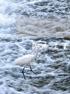 经济法里公 经济法里公