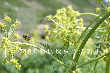经济特区授权立法若干问题的探讨