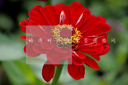经济纠纷法律咨询顾问 经济纠纷法律咨询顾问
