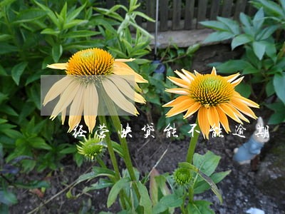 经营快贷能不能逾期 经营快贷能不能逾期