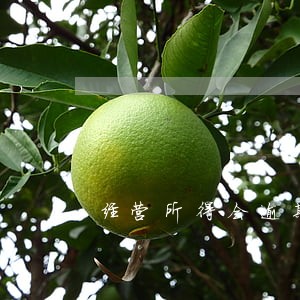 经营所得会逾期申报吗 经营所得会逾期申报吗