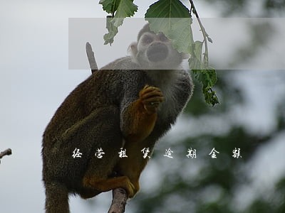 经营租赁逾期金额 经营租赁逾期金额